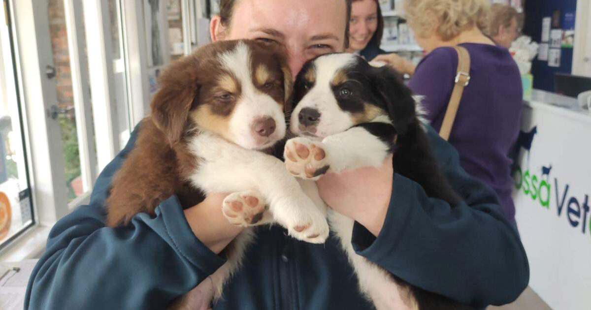 Barossa Veterinary Service - Kapunda