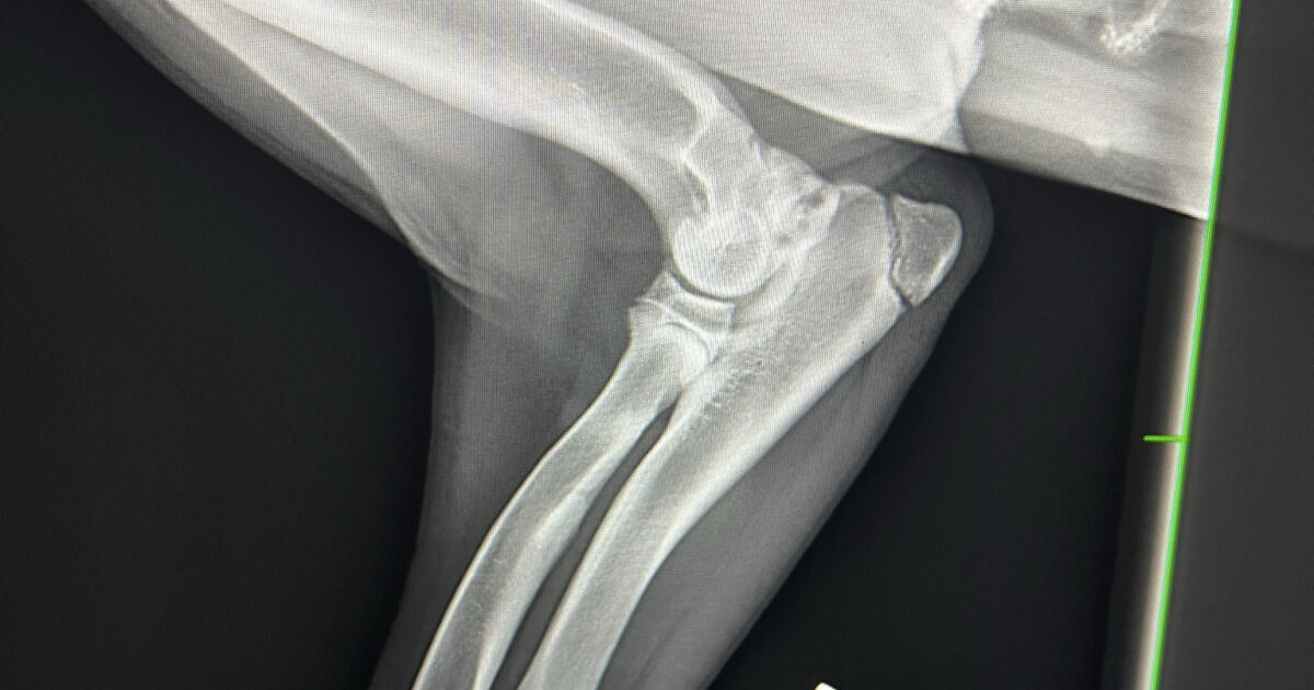 Dog Ear Sign Radiograph Radiographs FAQ | Barossa Vet
